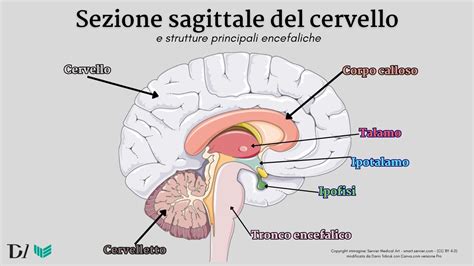 Schema del cervello con i recettori della serotonina