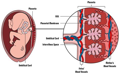 Schema della placenta con anastomosi vascolari tra gemelli monocoriali