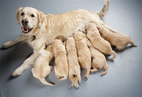 Cane che allatta i cuccioli