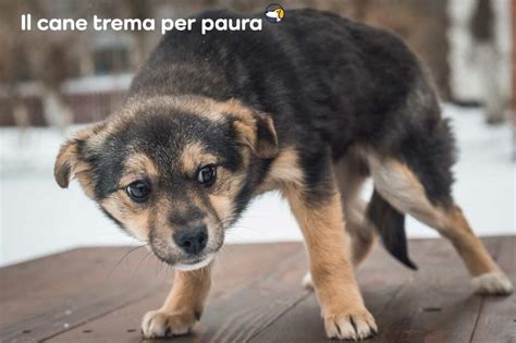 Cane che trema per paura durante un temporale