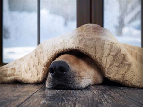 Cane avvolto in una coperta calda