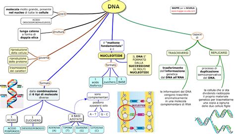 Mappe genetiche e DNA
