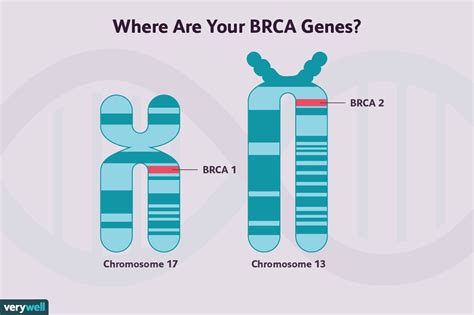 Diagramma del gene BRCA e del suo ruolo
