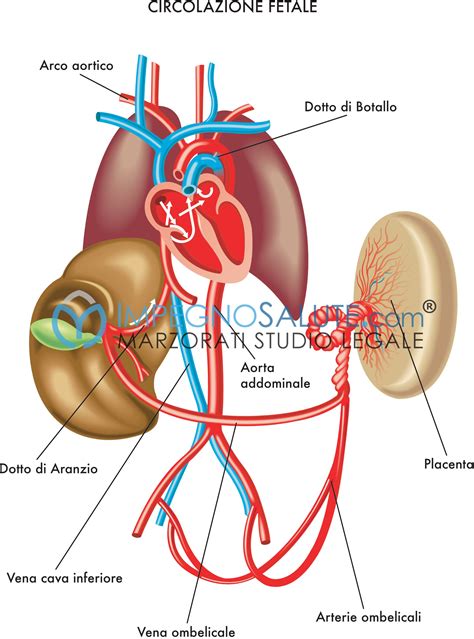 Diagramma del cordone ombelicale con arterie e vena