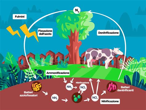 Ciclo dei nutrienti nel suolo