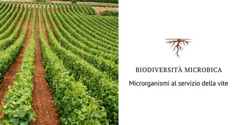 Comunità microbica del suolo