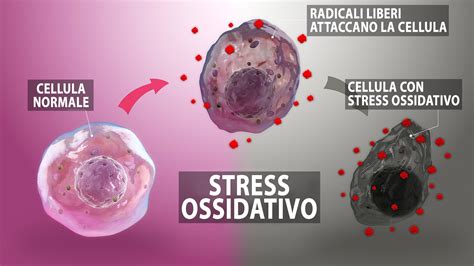 Diagramma che illustra i fattori di stress ossidativo negli spermatozoi