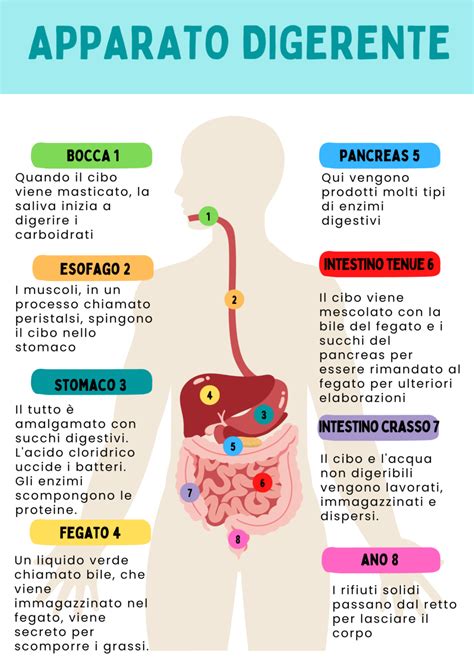 Diagramma dell'apparato digerente con evidenziati i punti influenzati dal progesterone