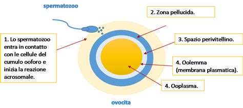 Struttura di un ovocita umano