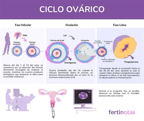 Diagramma del ciclo ovarico