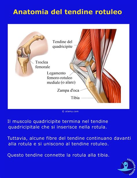 Diagramma che illustra la differenza tra tendine rotuleo e tibiale anteriore