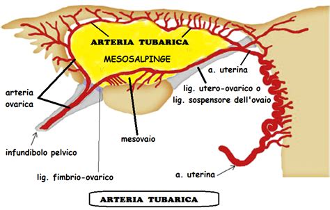 Diagramma anatomico della tuba di Falloppio