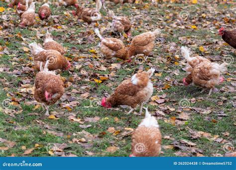 Gallo di alta genealogia in un allevamento