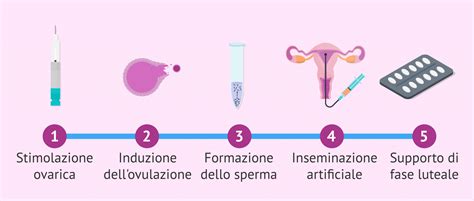 Schema illustrativo della raccolta e inseminazione artificiale di sperma di gallo