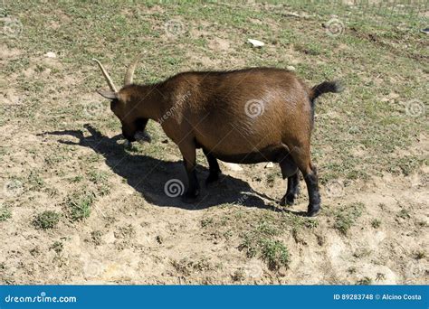 Capra gravida con segni di affaticamento