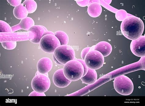 Illustrazione del fungo Candida albicans
