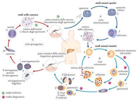 Schema che illustra il ciclo di trasmissione della candida tra madre e neonato