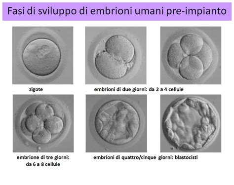 Embrioni in laboratorio