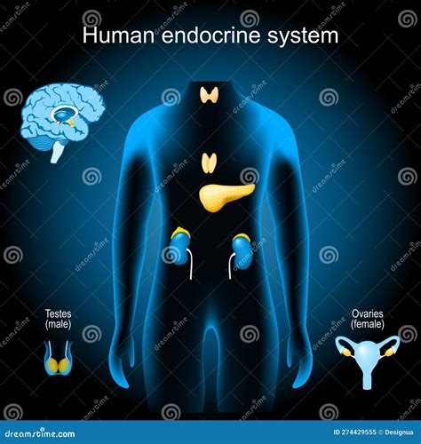 Illustrazione schematica del sistema endocrino umano con enfasi sulla tiroide e le ghiandole riproduttive