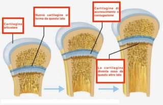 Schema dei pathways di segnalazione nello sviluppo della cartilagine di accrescimento