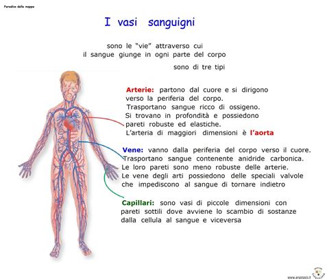 Schema dei vasi sanguigni in gravidanza