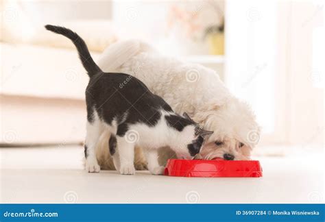 Cuccioli di cane che mangiano da una ciotola