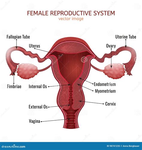 Illustrazione stilizzata di un sistema riproduttivo femminile con evidenziati gli organi ginecologici e ostetrici.