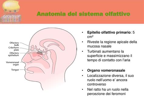 Diagramma del sistema olfattivo umano