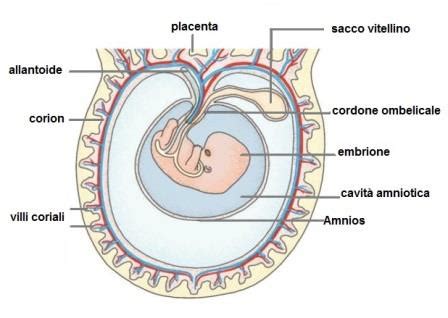 struttura sacco vitellino