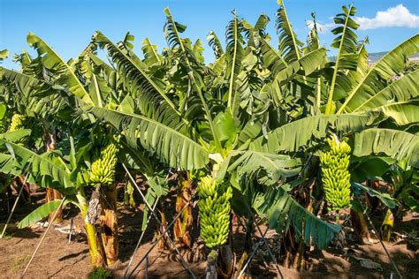 Piante di banano in un campo