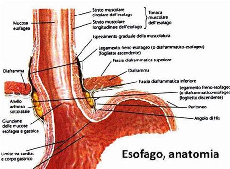 Diagramma anatomico dell'esofago e dello sfintere esofageo inferiore