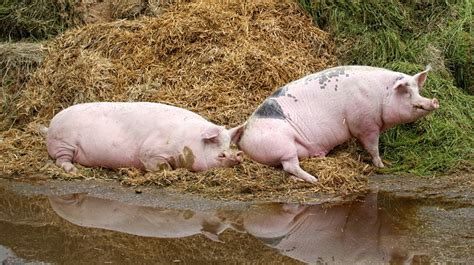 Scrofa in calore
