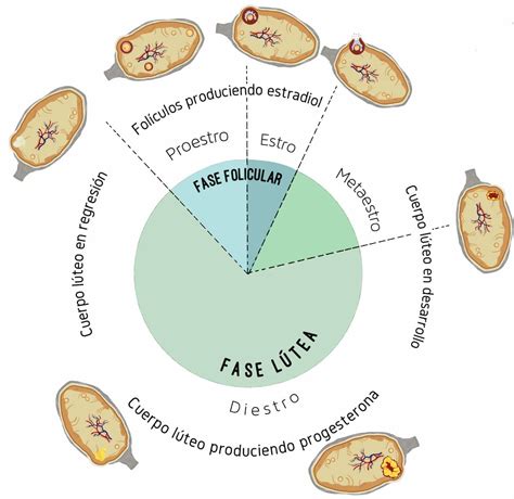 Diagramma del ciclo estrale suino