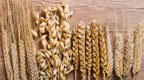Chicchi di grano e orzo