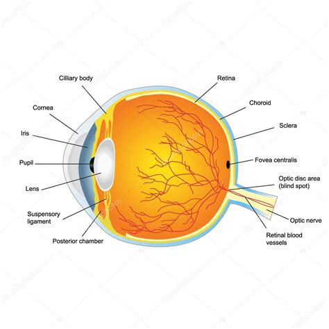 Illustrazione anatomica dell'occhio umano