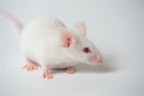 Immagine di un ratto da laboratorio