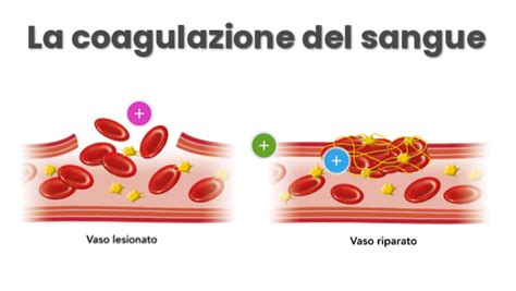 Schema del sistema di coagulazione del sangue