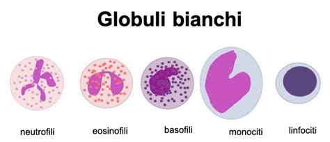 Globuli bianchi nel sangue
