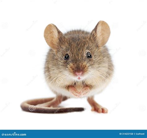 Topo domestico (Mus musculus)