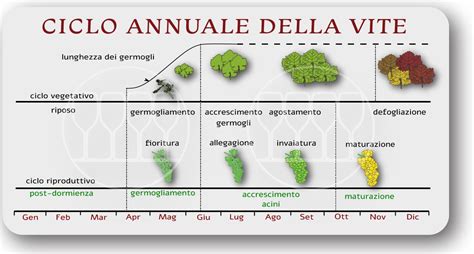 Diagramma del ciclo riproduttivo dei topi