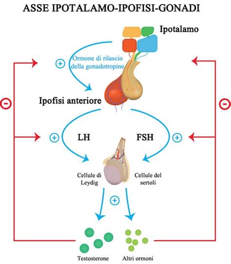 Diagramma che illustra l'asse ipotalamo-ipofisi-gonadi e la differenza tra ipogonadismo primario e centrale.