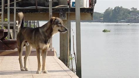 cane che osserva il suo proprietario