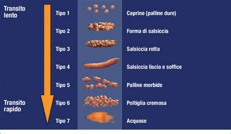 Schema scala Bristol per feci canine