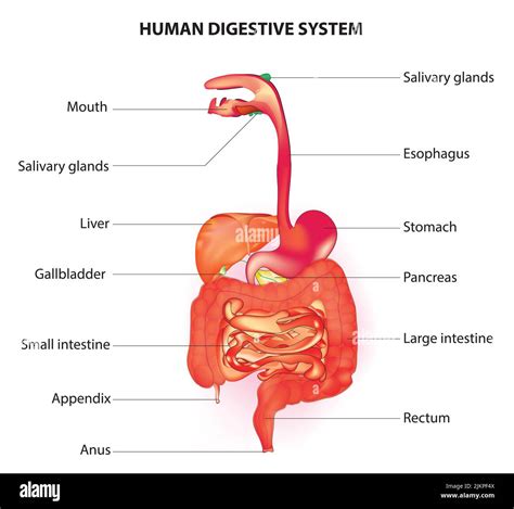 Schema del sistema digestivo umano con enfasi sull'intestino