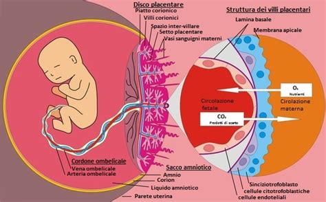 Struttura della placenta e collegamento con il feto tramite il cordone ombelicale