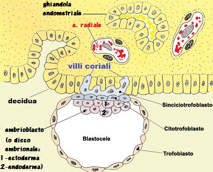 Schema dello sviluppo dei villi coriali nell'endometrio