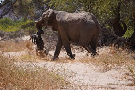 Una madre elefante che culla il suo piccolo con la proboscide
