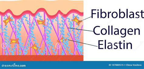 Illustrazione della struttura della pelle con fibre di collagene ed elastina