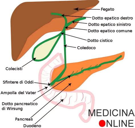 Diagramma del percorso della bile nel sistema digestivo