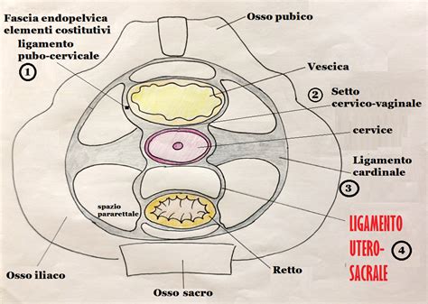 Schema anatomico dell'utero in gravidanza